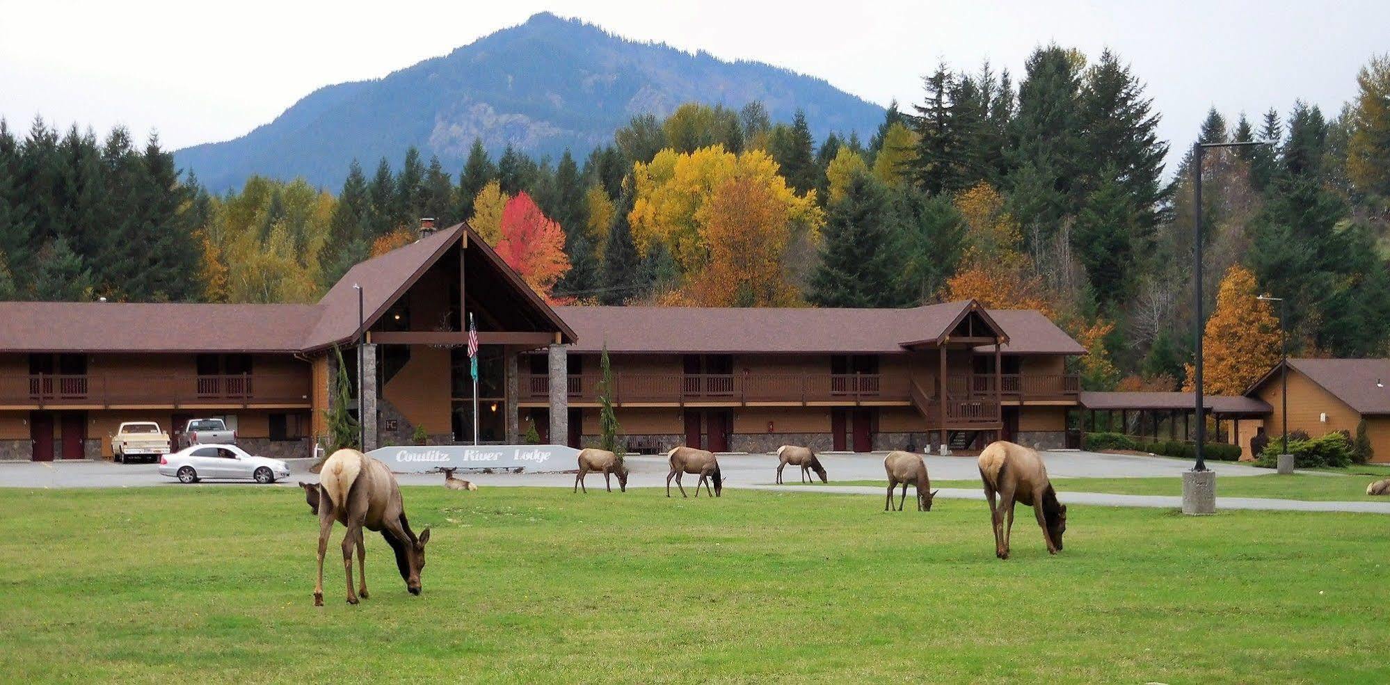 Cowlitz River Lodge Packwood Exterior foto
